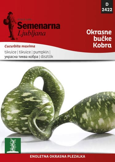 Ukrasna tikva Kobra - seme - Cucurbita maxima 2422