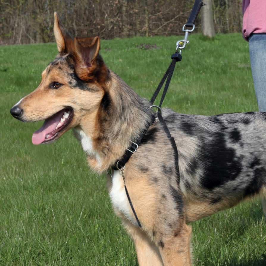 Am za vežbanje psa veličina L Easy Walk Trixie 1303