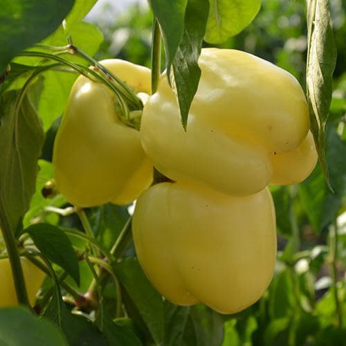 Paprika žuta babura - šorokšari - seme 10 kesica Villager 004593