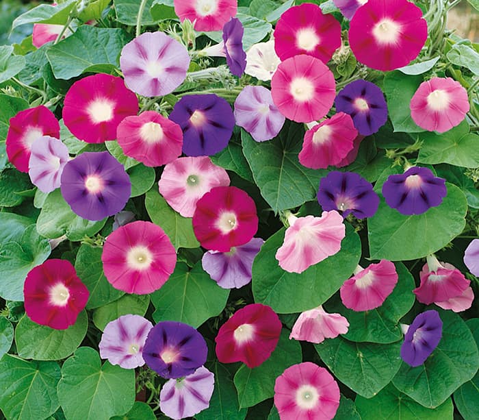 Seme za Ladolež mešavina - 10 kesica Virimax Franchi Sementi