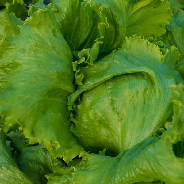 Seme 5 kesica - Zelena salata Iceberg Great lakes Villager 003440