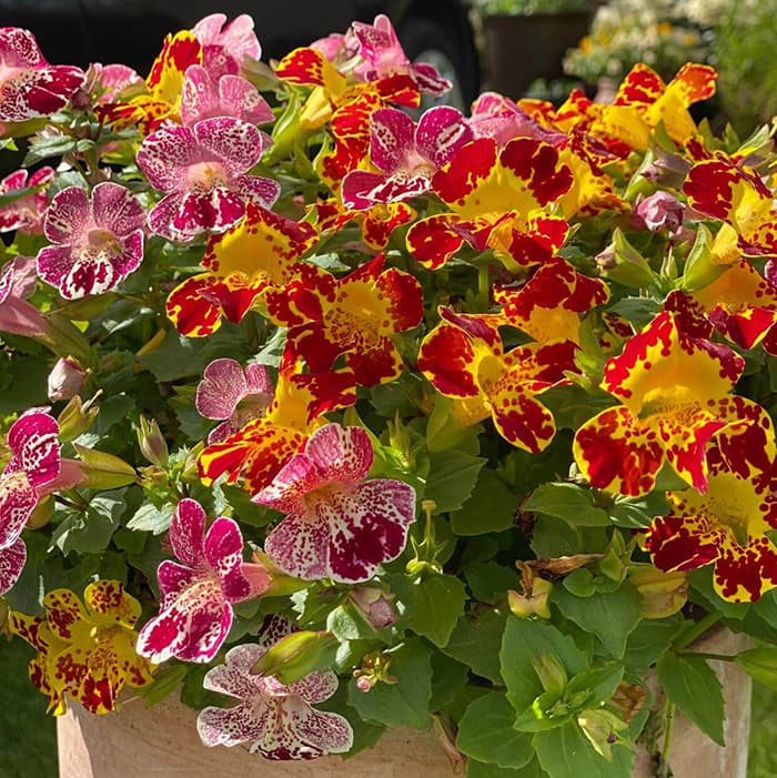 Mimulus - seme za cveće 5 kesica Franchi Sementi Virimax