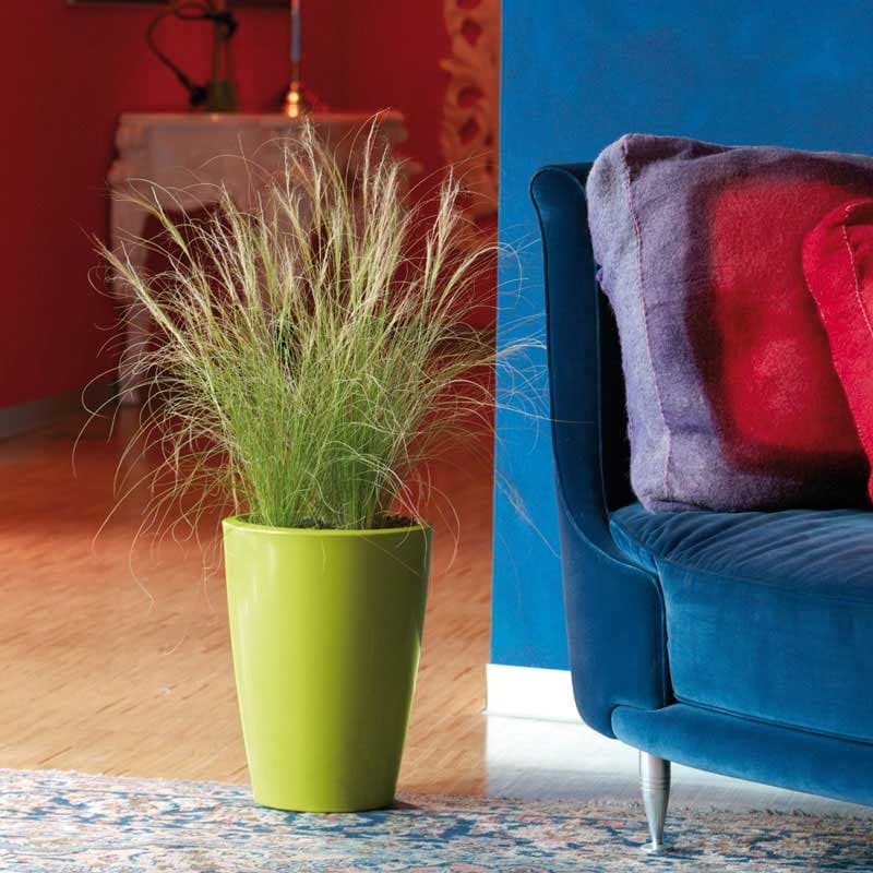 Saksija Evolution Gloss Tylus Lime