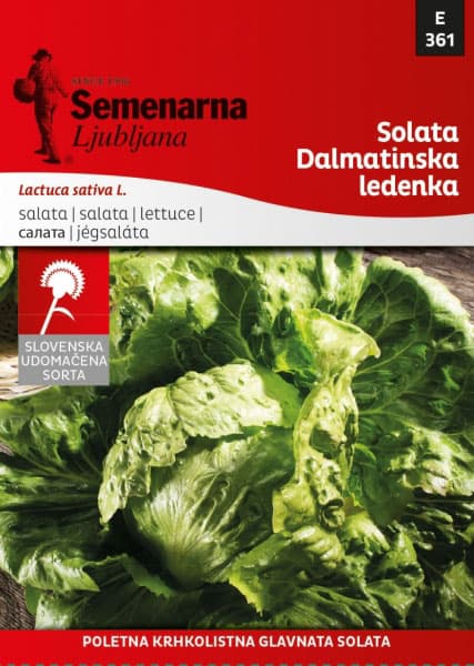Seme - Zelena salata dalmatinska ledenka -  Lactuca sativa L. 361