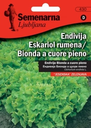 Seme - Salata Bionda a cuore pieno  -  Cichorium endivia L. 430