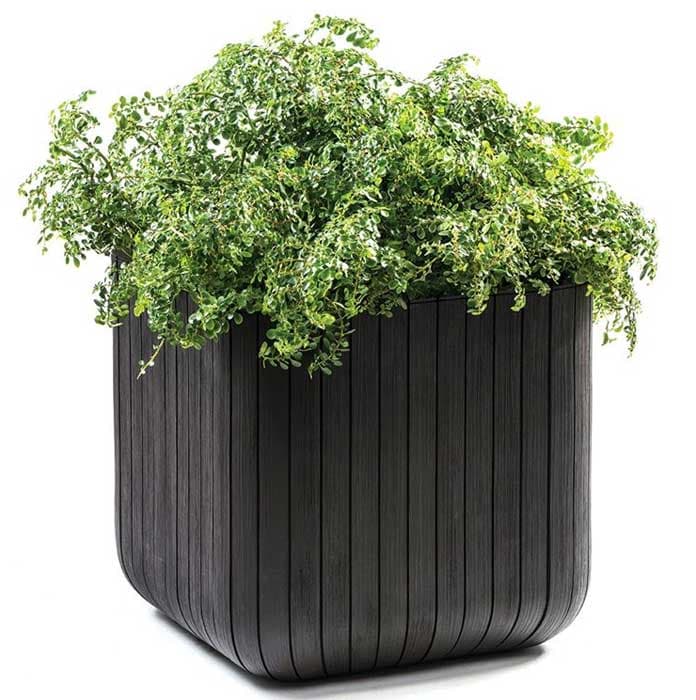 Curver Velika saksija za cveće Cube Planter M 21.5L