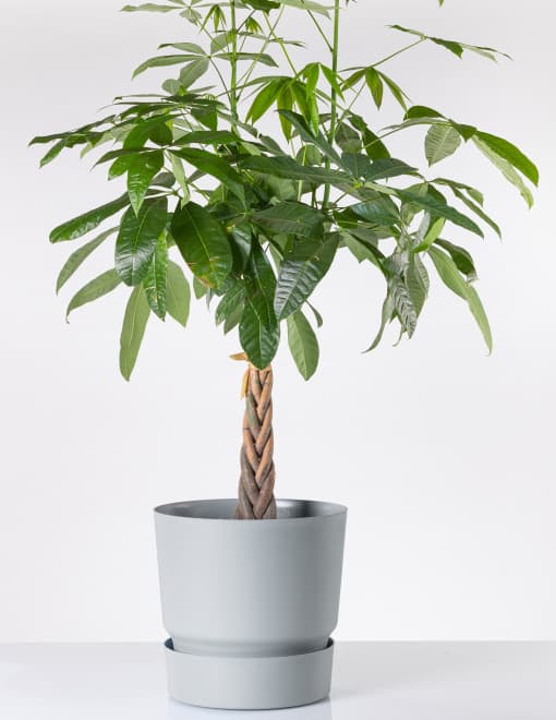 Tara saksija 22cm mermerno siva