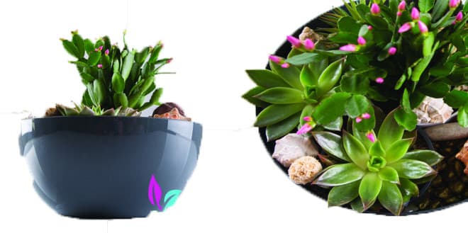 Čeri plus saksija 18cm siva