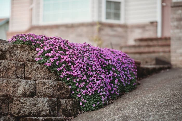 Seme za cveće Aubrieta - Aubrecija mix - 10 kesica Virimax Franchi Sementi