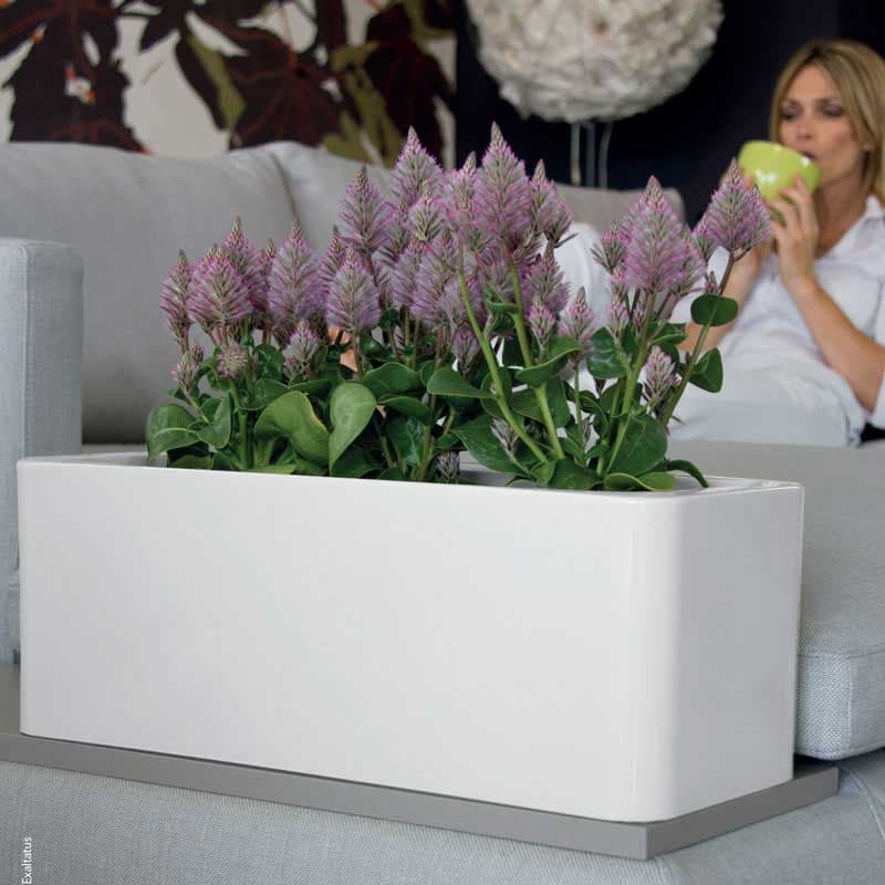 Ukrasna žardinjera Evolution Gloss Calypso White