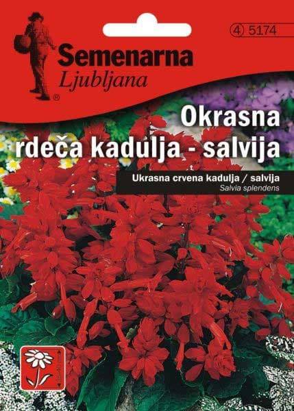Baštensko cveće Plamena Kadulja - Žalfija - Salvia splendens 5174