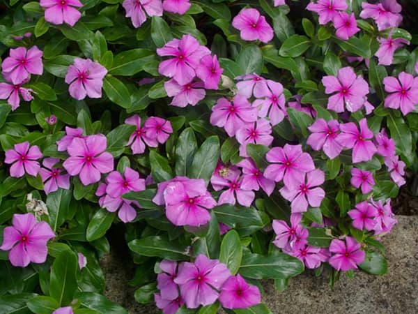 Cveće Vinka roze - seme 10 kesica Franchi Sementi Virimax